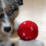 Top 5 Games You Can Play with Your Dog