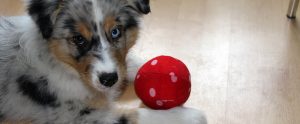 Read more about the article Top 5 Games You Can Play with Your Dog