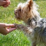 How to Properly Use Dog Treats to Train Your Dog