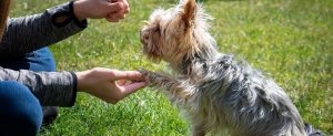 Read more about the article How to Properly Use Dog Treats to Train Your Dog